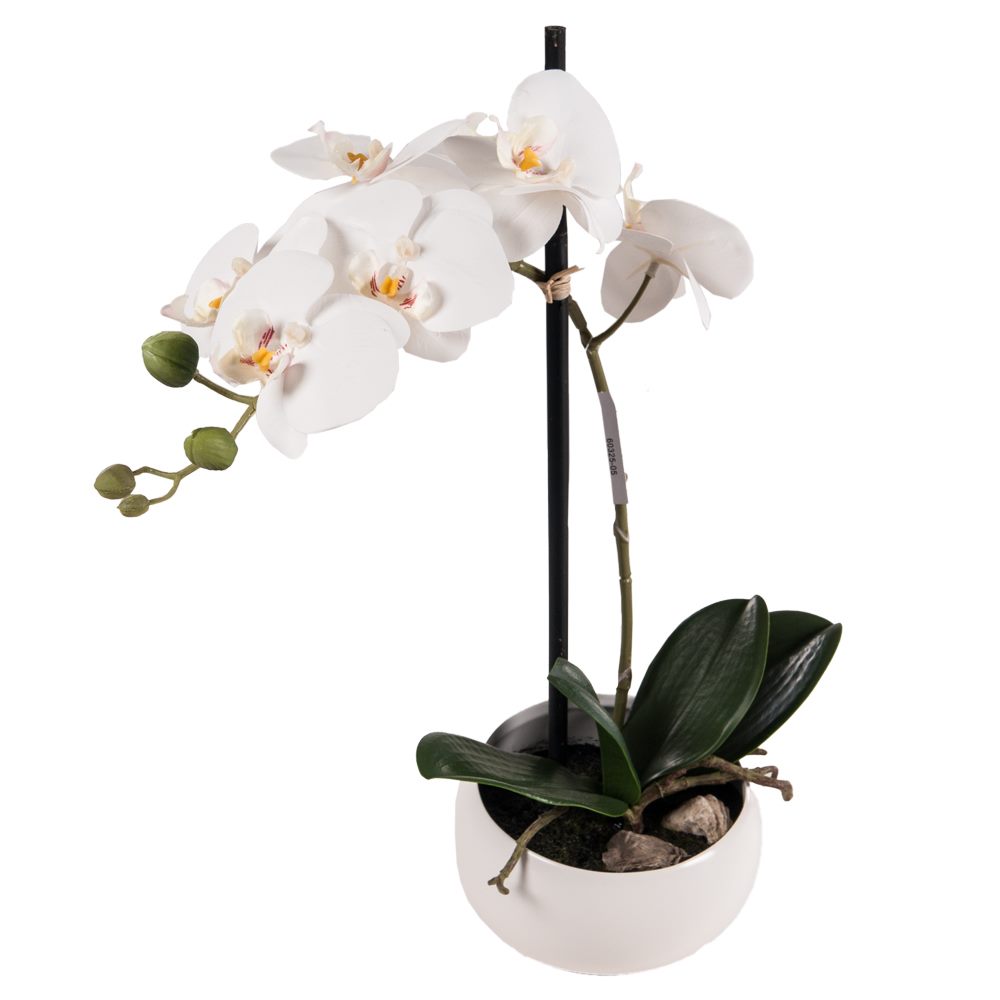 BETTEN REITER_Orchidee in Keramikschale Weiß_E 19,99