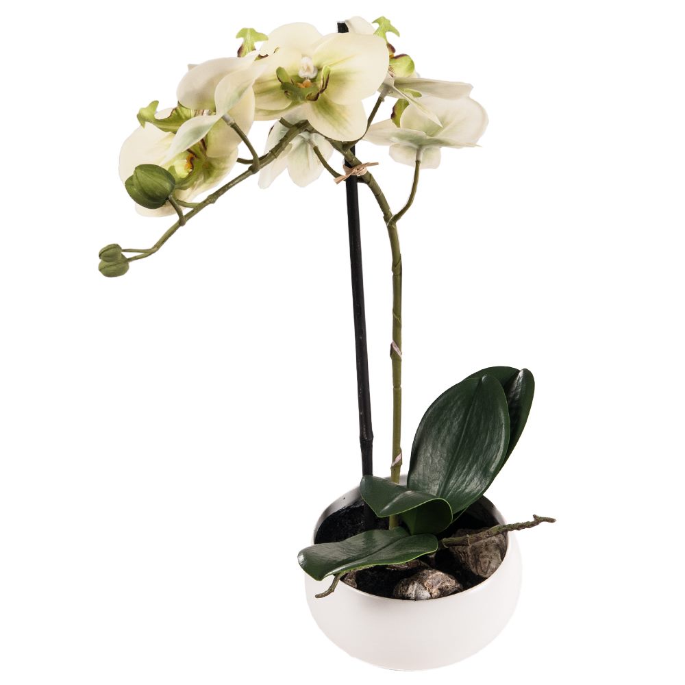 BETTEN REITER_Orchidee in Keramikschale Gelbgrün_E 19,99