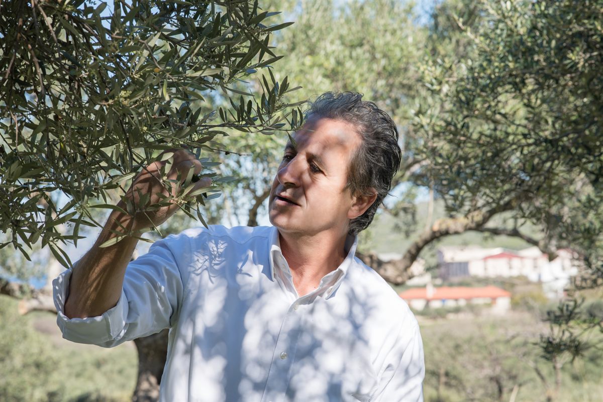 Lefteris Dermitzakis macht sich von der Qualität seiner Koroneiki-Oliven selbst ein Bild.