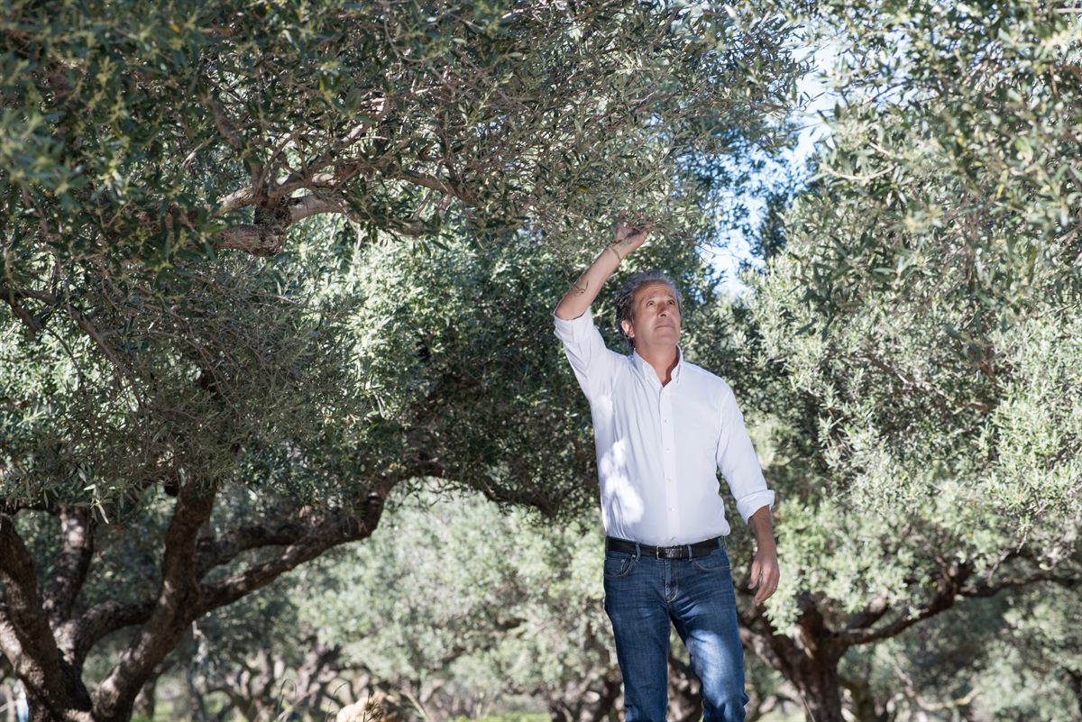 Lefteris Dermitzakis inmitten seiner Olivenhaine in Kissamos auf Kreta.