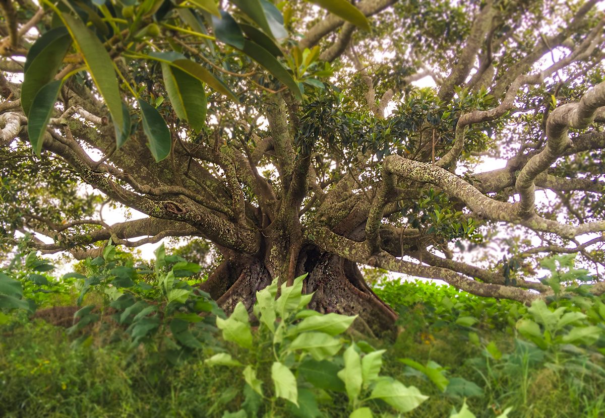 Madacamia-Baum im fernen Australien