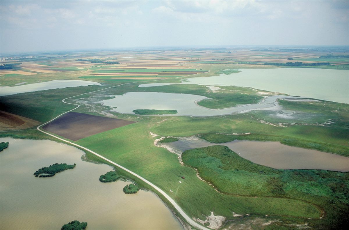 Apetlon Lange Lacke, Nationalpark Neusiedler See - Seewinkel