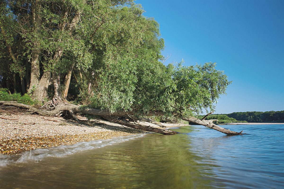 Donauufer mit Weiden, Nationalpark Donau-Auen