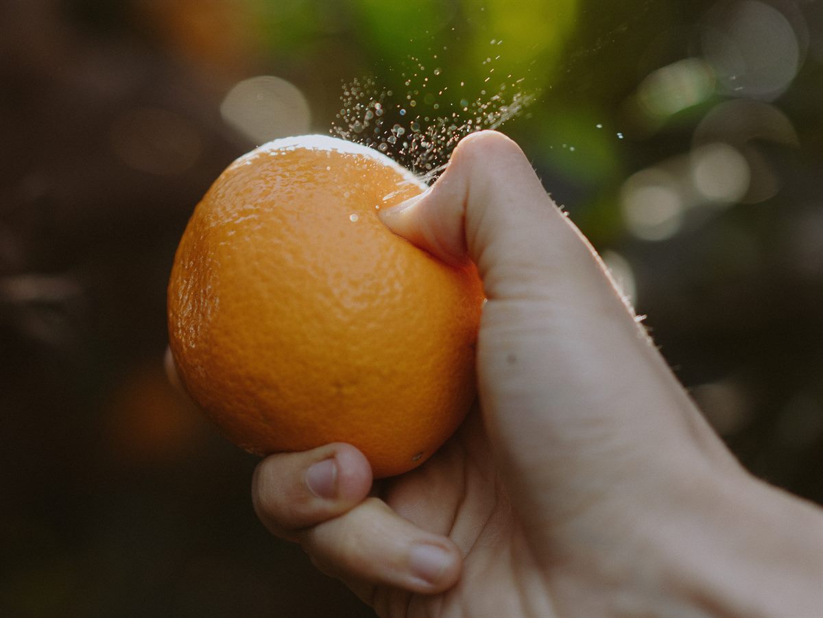 Fever-Tree Ingredient Hunt, Oranges from Murcia