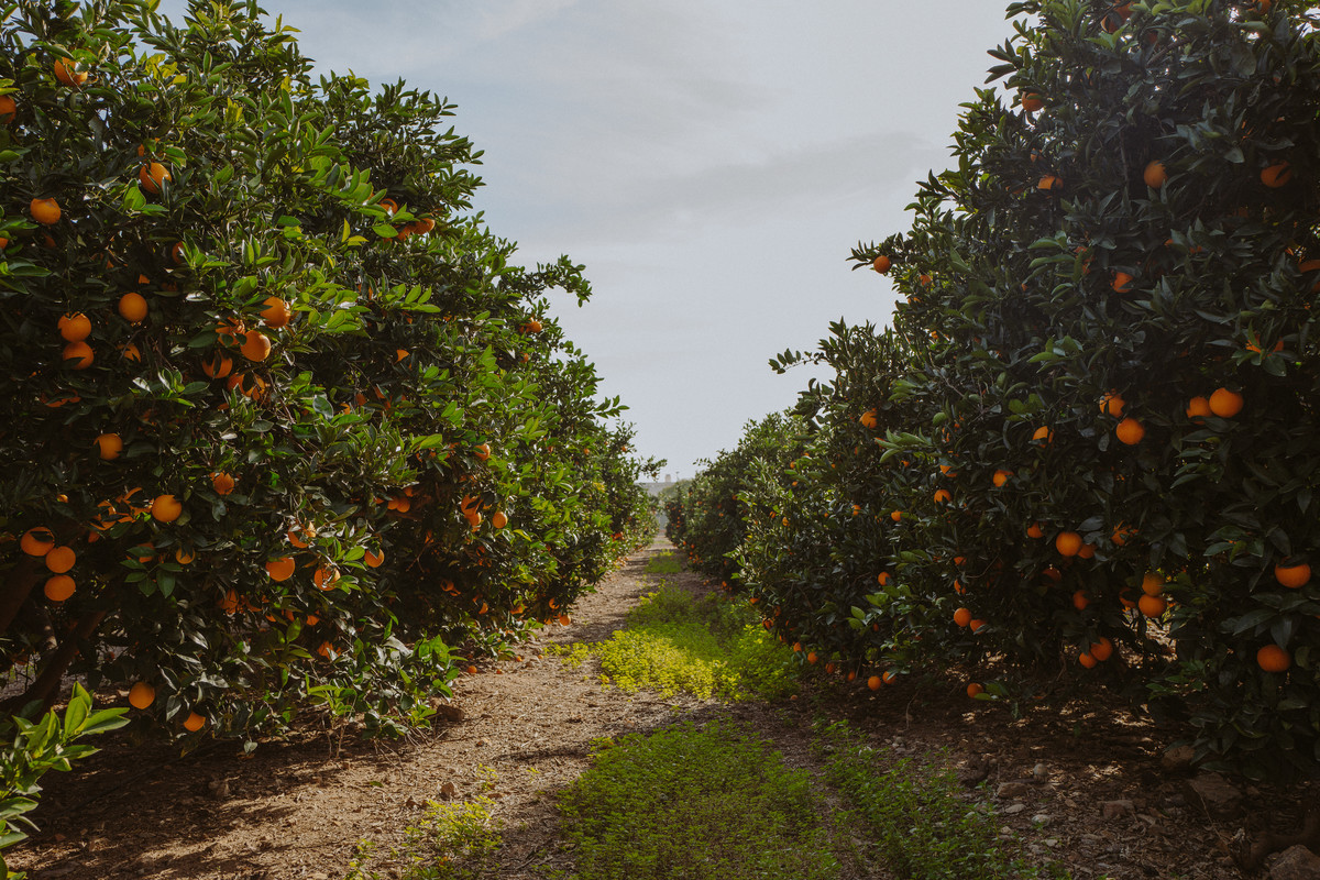 Fever-Tree Ingredient Hunt Oranges from Murcia